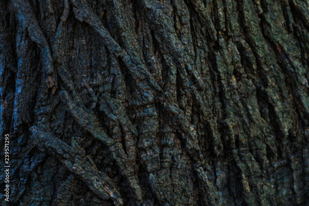 Wood Tree Texture Background Pattern. Background, pattern Wood Tree Texture Background Pattern. Background, pattern