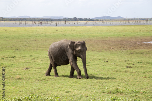 Baby Elephant in Kaudulla National Park, Sri Lanka
