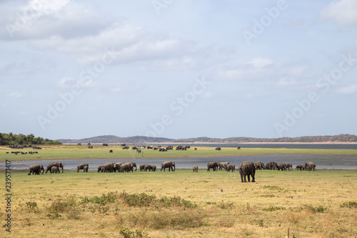 Herd of elephants in Kaudulla National Park  Sri Lanka