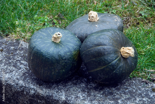 Cucurbita pepo - Buttercup squash photo