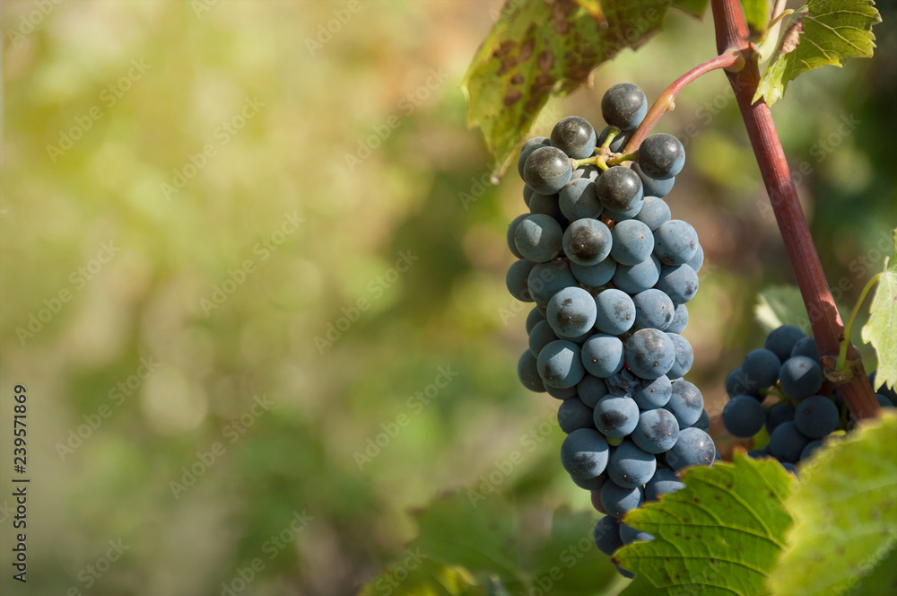 Branch of blue wine grapes with green leaves in a vineyard ready to be harvested.