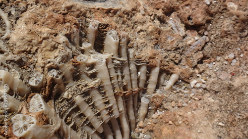 Koralowce  skamieliny  rafa  Egipt 