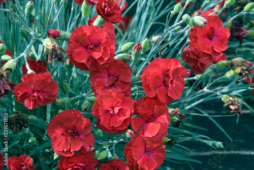 Dianthus plumarius - Garden pink flower photo