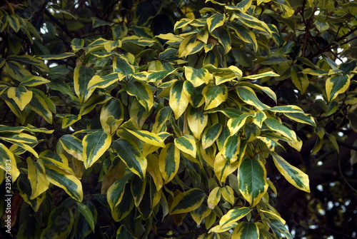 Foto Gild Edge Silverberry