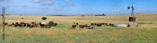 African cattle farm panorama. © Jurie