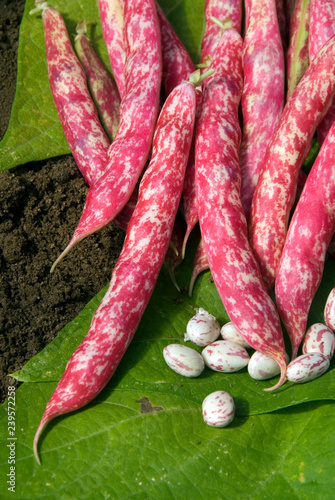Phaseolus Vulgaris