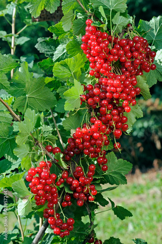 Junifer Gooseberry photo