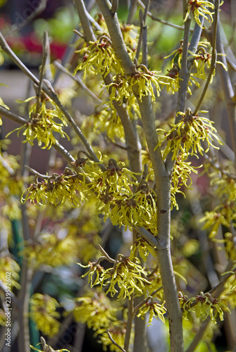 Картината върху платно Hamamelis Arnold'S Promise