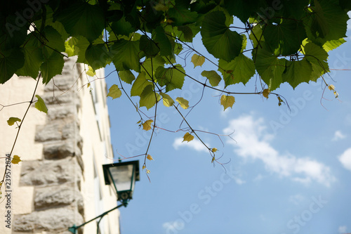 Leaves Against Blue Sky, Street Lamp in the Background