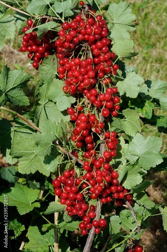 Junifer Gooseberry photo