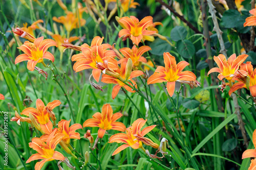Hemerocallis fulva - Orange day lily
