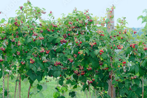 Fotografie Raspberry Bush