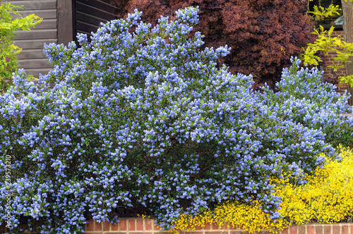 ceanothus skylark - California Lilac