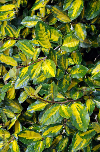 Elaeagnus Ebbingei photo