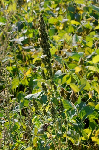 Amaranthus Retroflexus photo