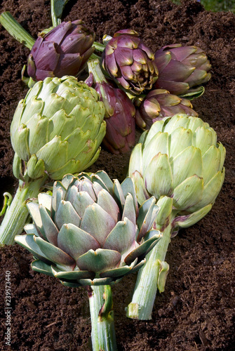 Cynara Scolymus