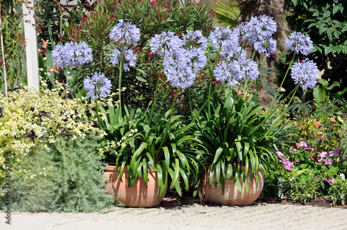 Lily of the Nile in pot