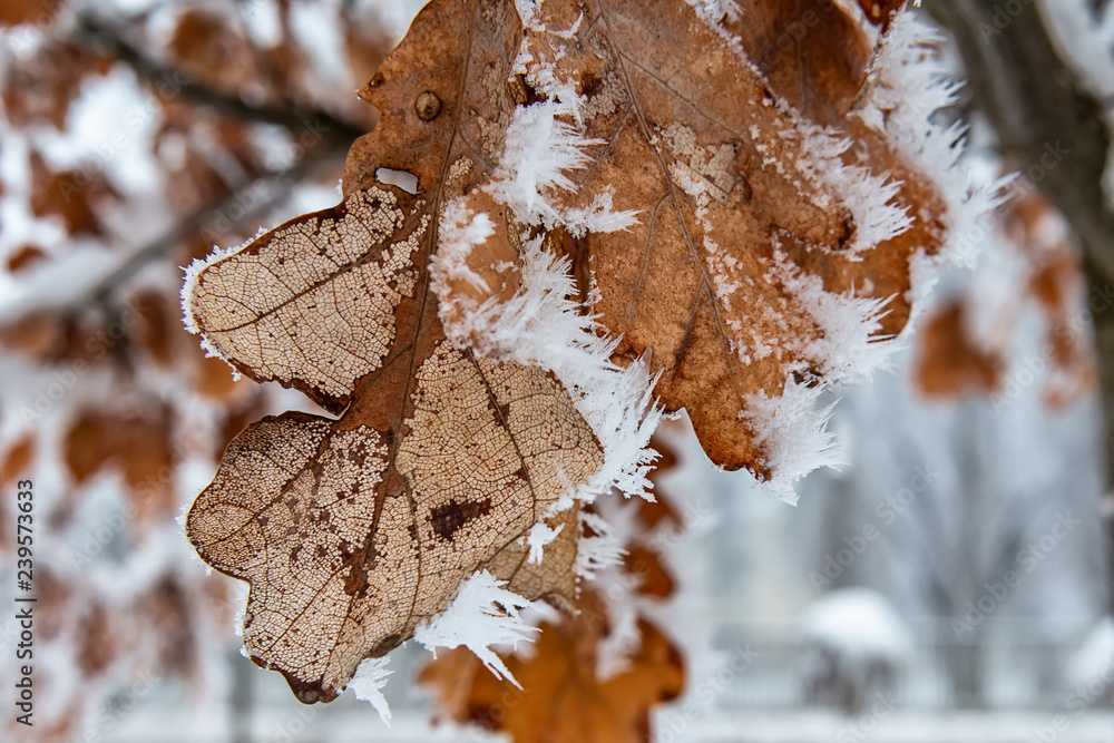 Fototapeta premium Hoar Frost on Oak Leaves. Oak leaf with frozen snow.