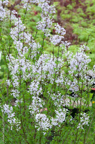 фотографія Syringa afghanica laciniata - Persian lilac