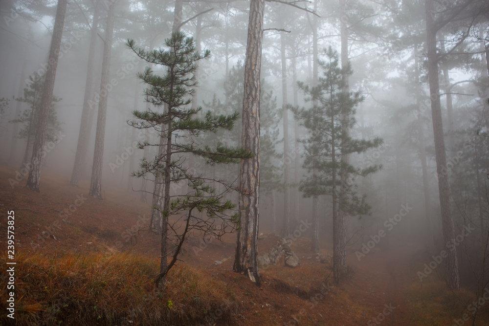 beauty trees in a foggy forest beauty trees in a foggy forest