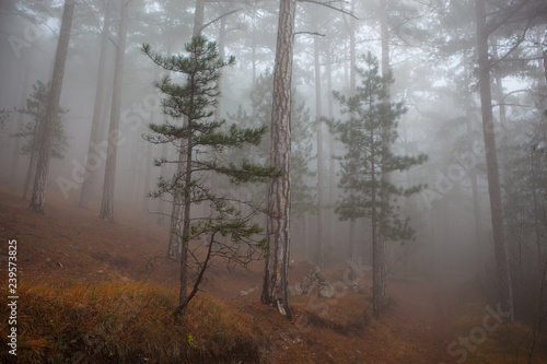 beauty trees in a foggy forest