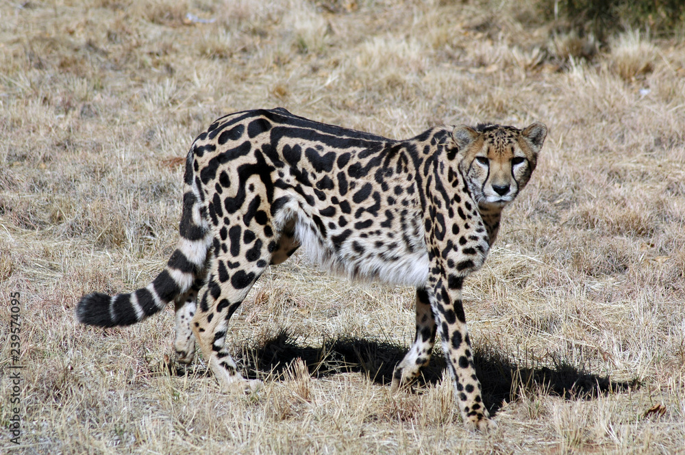 King Cheetah