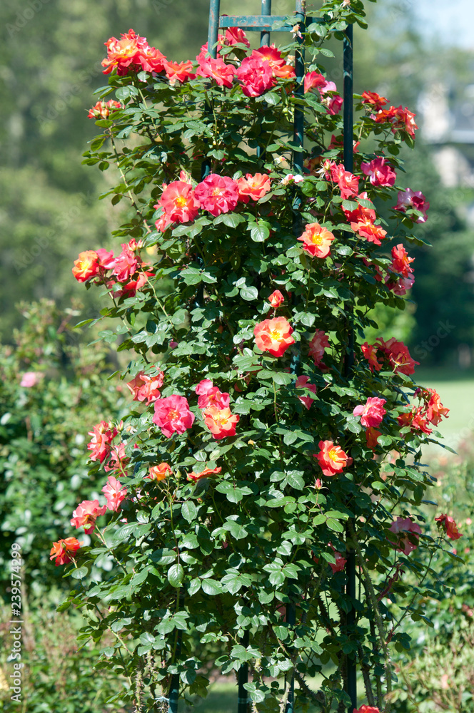Naklejka premium Bicolor wild roses