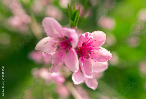 wild flowers sakura bush at suntet. © Lumppini