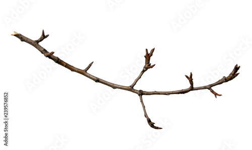 Dry tree branch on a white background isolation top view