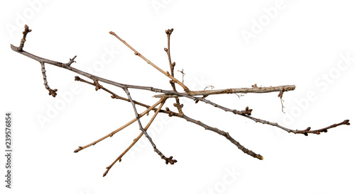 Dry tree branch on a white background isolation top view