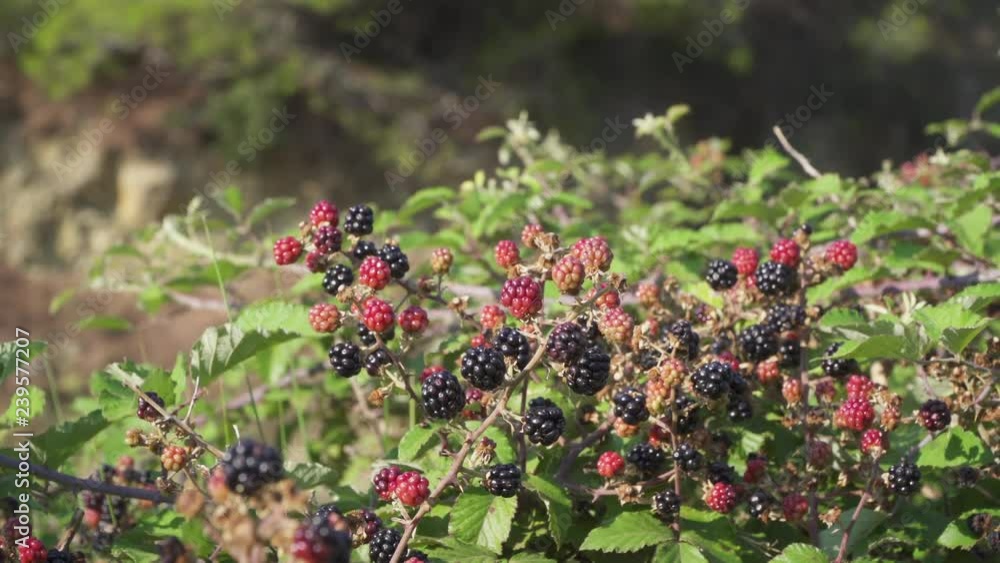 Wild blackberries on a shrub in southern France near the Mediterranean coast Wild blackberries on a shrub in southern France near the Mediterranean coast