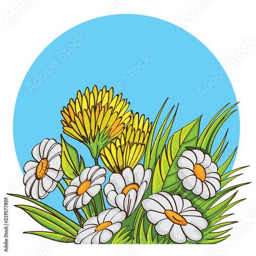 Vector bouquet of chamomile