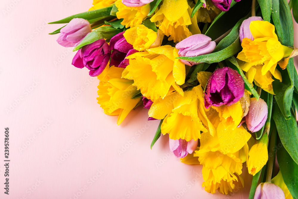 Beautiful Bunch of Tulips and yellow Daffodils on the Pink Backg