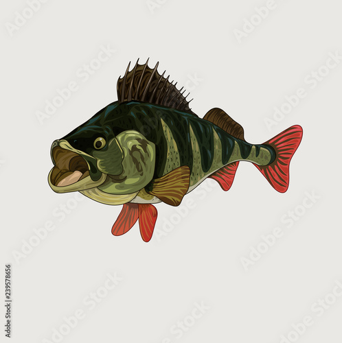 Striped bass with open mouth vector illustration.