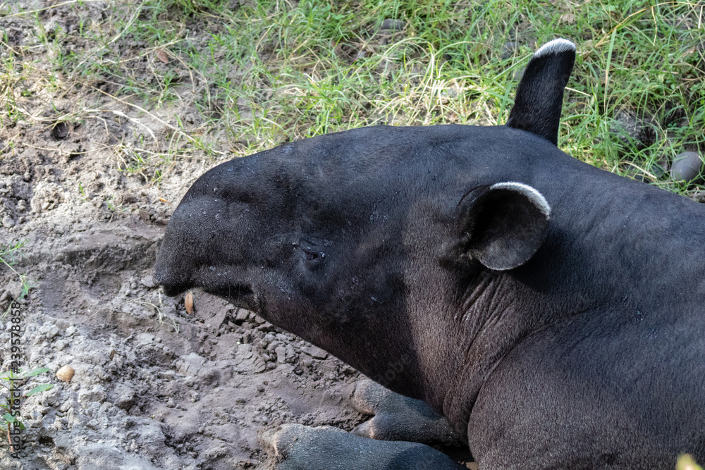Malayan tapir Malayan tapir
