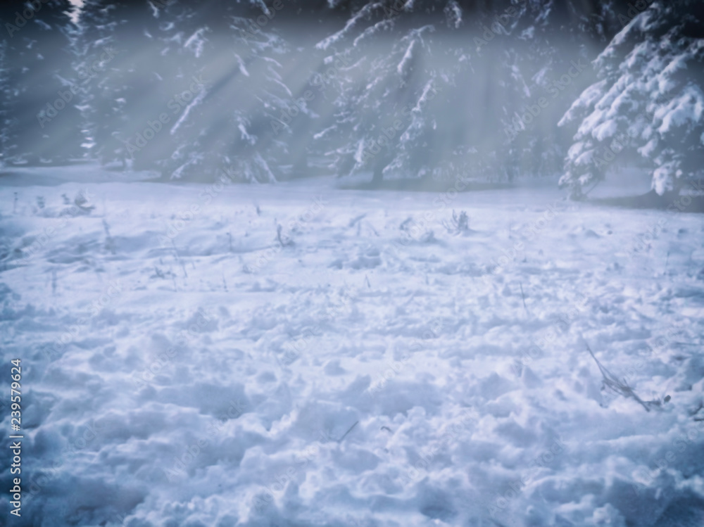 Snow covered trees and spruce Winter in mountain.Blure effect