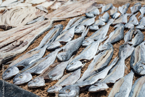 Fishes drying on the ground in Sri Lanka.