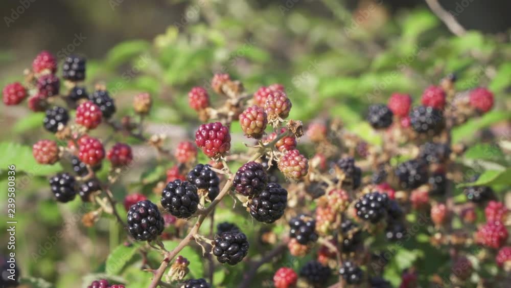 Wild blackberries on a shrub in southern France near the Mediterranean coast Wild blackberries on a shrub in southern France near the Mediterranean coast