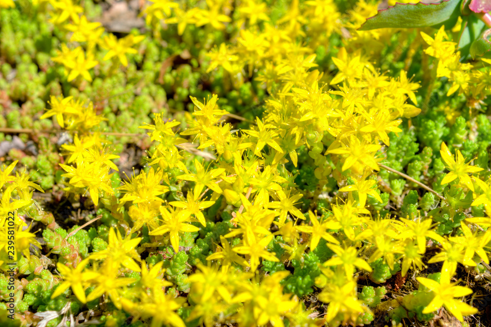 Sedum acre Sedum acre