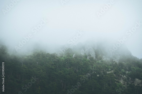 fog in forest