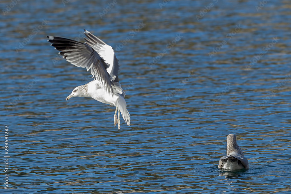 Seagull hovering just above the water. Seagull hovering just above the water.