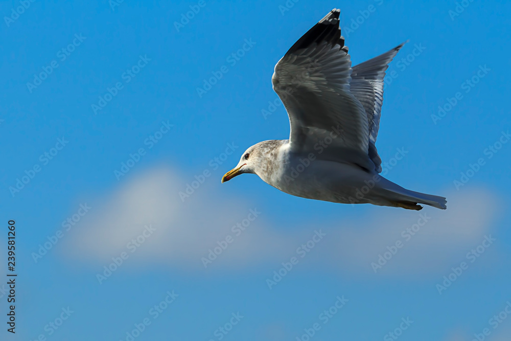 Fototapeta premium Seagull flies up in the blue sky.