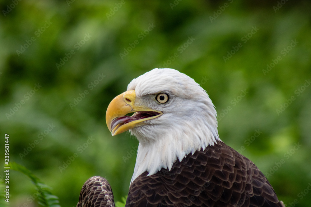 Obraz premium Bald eagle