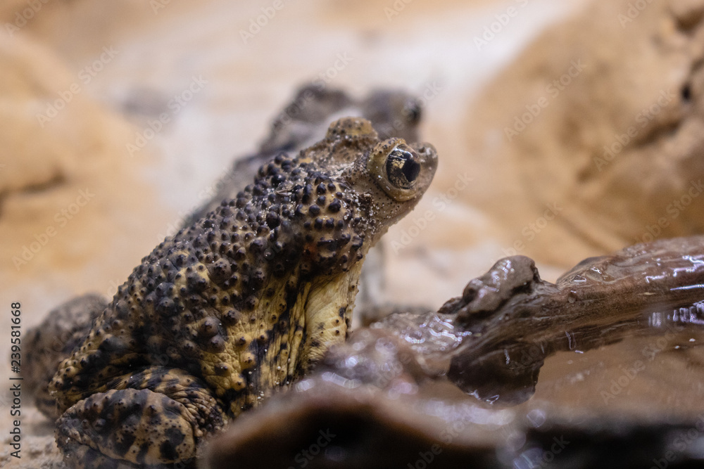 Fototapeta premium Cuban toad