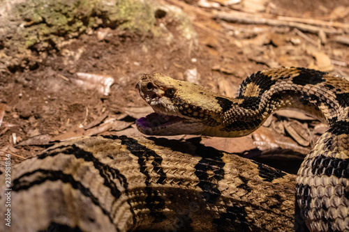 Canebreak rattlesnake