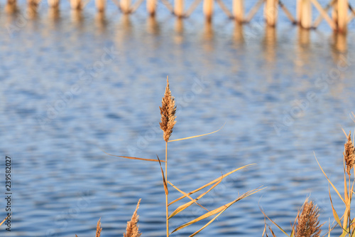 Wheat and lake