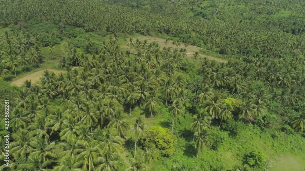 Aerial view of hills covered with green vegetation and coconut palms. Philippines, Luzon. Aerial view of hills covered with green vegetation and coconut palms. Philippines, Luzon.
