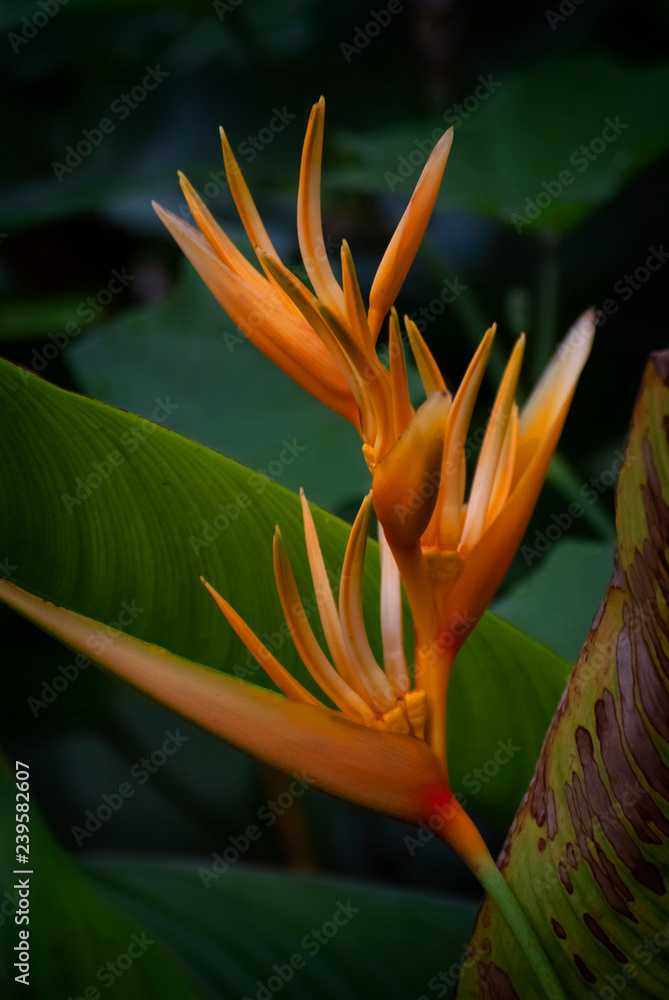 Bird of Paradise (Strelitzia reginae), also known as crane flowers, is