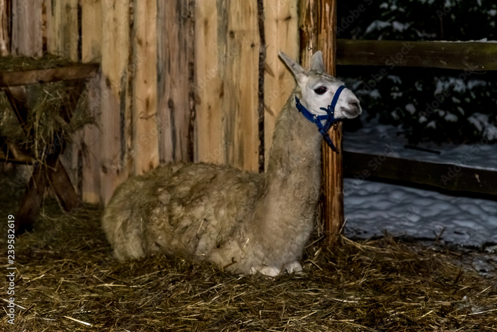 Naklejka premium Spokojna i cicha lama w stajence