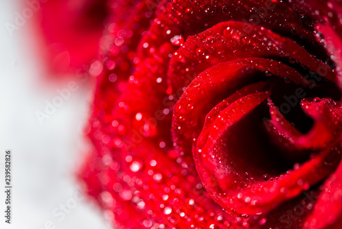 Fototapeta Naklejka Na Ścianę i Meble -  Beautiful bouquet of red roses, love and romance concept
